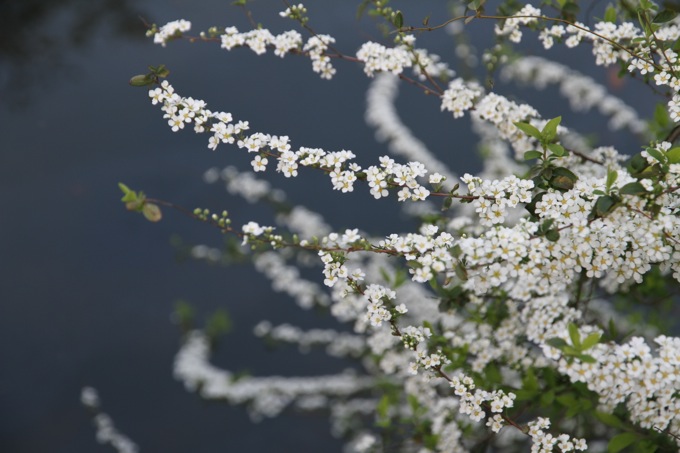 杭州花圃