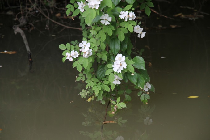 西溪湿地