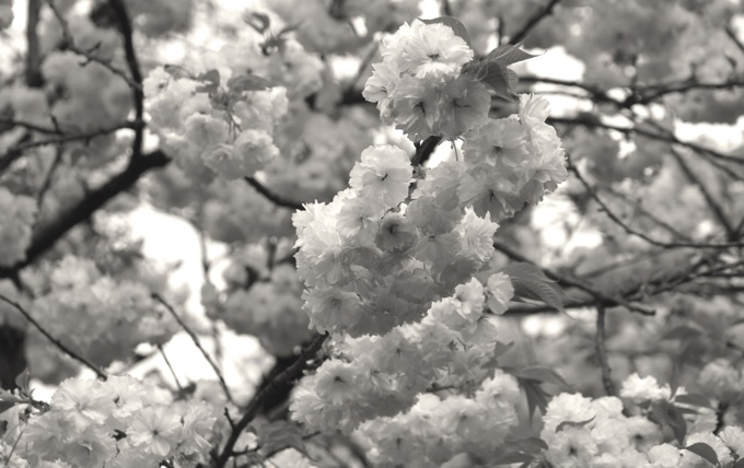樱花黑白